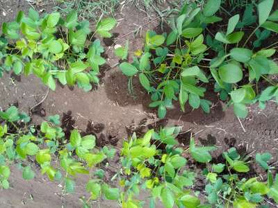 Iron Deficiency - Soybean