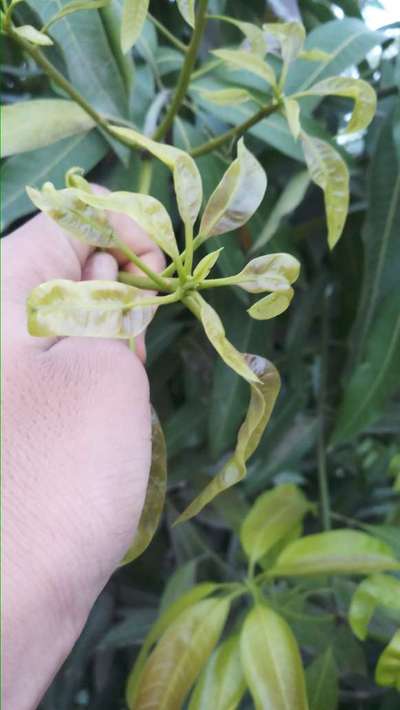 Calcium Deficiency - Mango