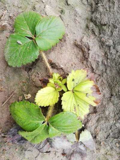 Iron Deficiency - Strawberry