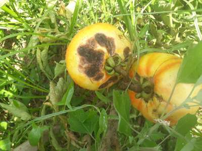 Anthracnose du Poivron et de la Tomate - Tomates