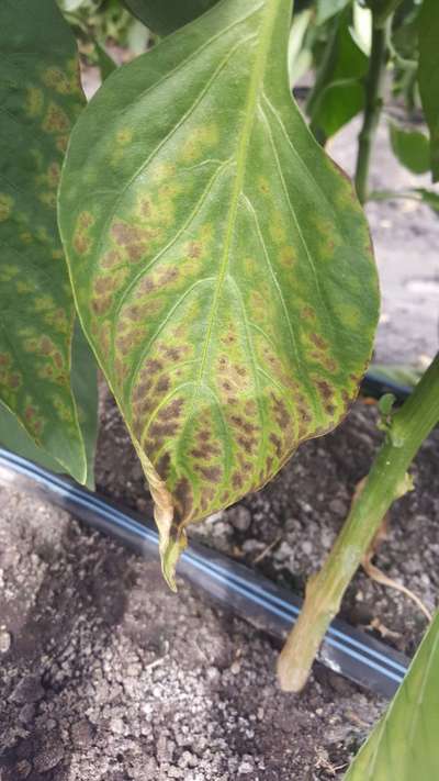 Deficiencia de magnesio - Capsicum y chile