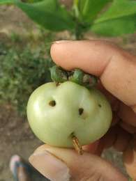 Tobacco Caterpillar - Tomato