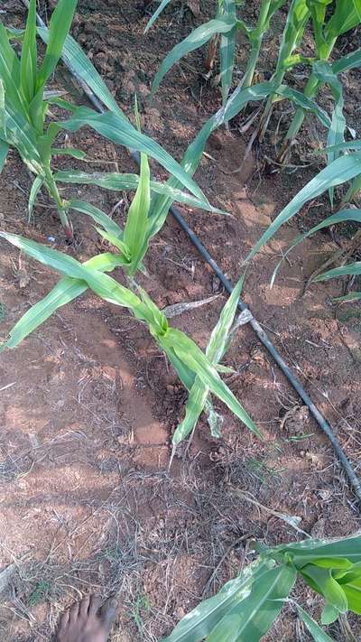 Leafhoppers and Jassids - Maize