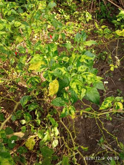 Chilli Leaf Curl Virus - Capsicum & Chilli