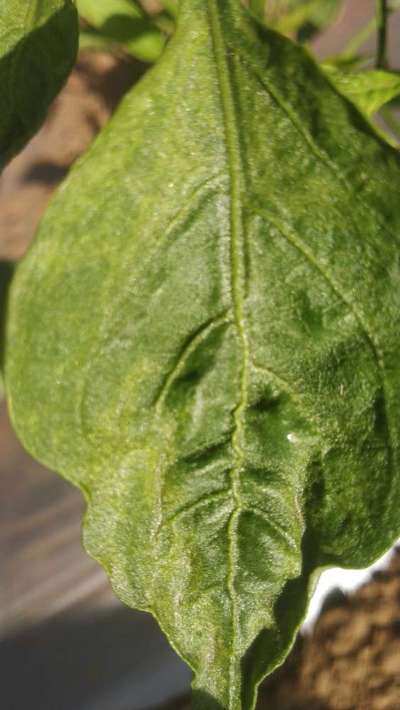 Powdery Mildew of Pepper - Brinjal