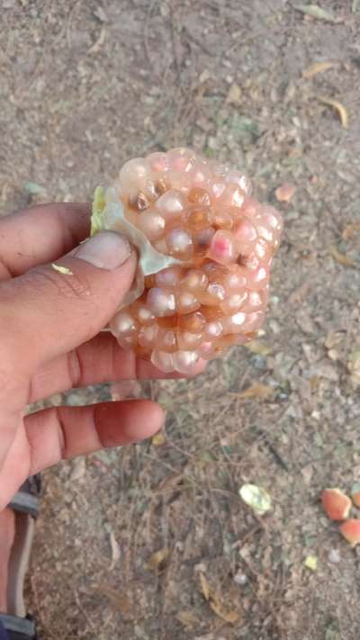 ಮೆಡಿಟರೇನಿಯನ್ ಹಣ್ಣಿನ ನೊಣ - ದಾಳಿಂಬೆ