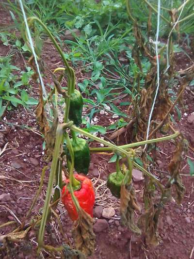 Marchitez bacteriana - Capsicum y chile