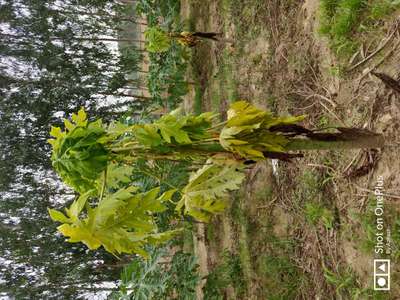 Phytophthora Crown and Root Rot - Papaya