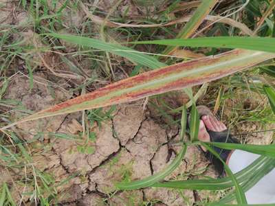 Sugarcane Common Rust - Sugarcane