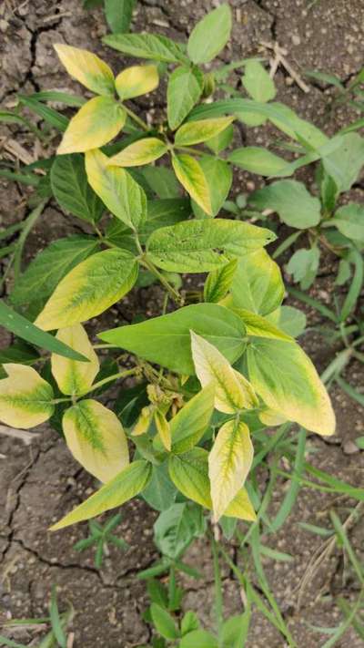 Potassium Deficiency - Soybean