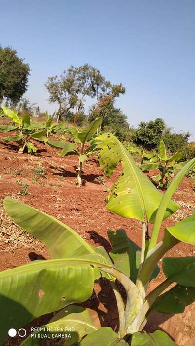 ಕ್ಯಾಲ್ಸಿಯಂ ಕೊರತೆ - ಬಾಳೆಹಣ್ಣು