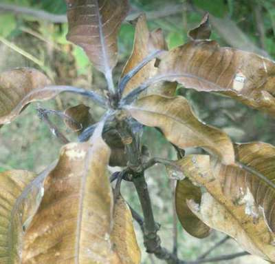 Stem End Rot of Mango - आम