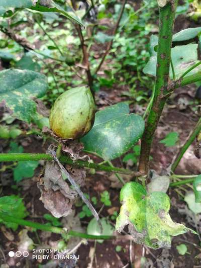 Anthracnose of Cotton - Cotton