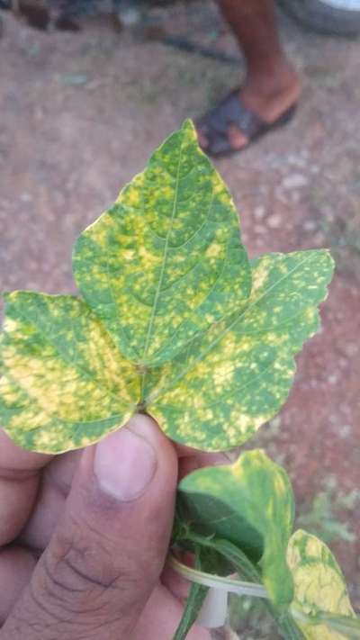 Mungbean Yellow Mosaic Virus - Black & Green Gram