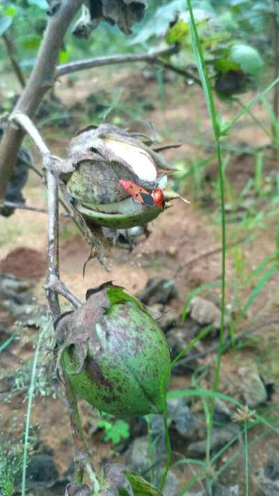 Red Cotton Bug - Cotton