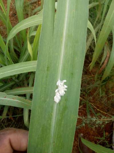 Woolly Aphid - Sugarcane