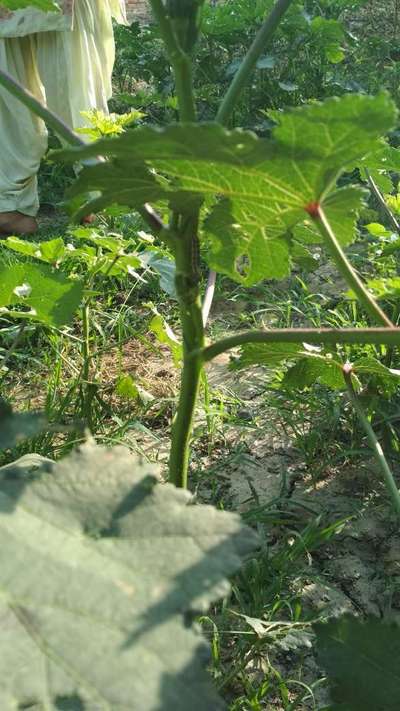 Tobacco Caterpillar - Okra