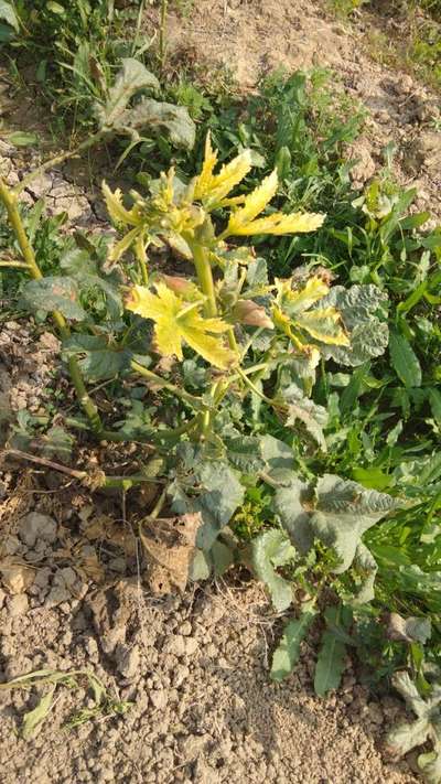 Leafhoppers and Jassids - Okra