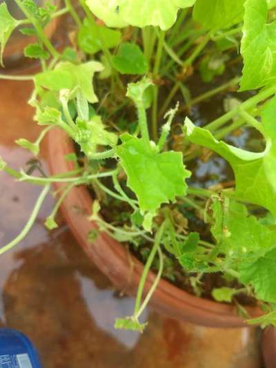 Tobacco Caterpillar - Cucumber