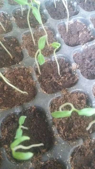 Damping-Off of Seedlings - Tomato