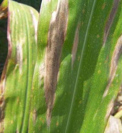 Northern Leaf Blight - Maize