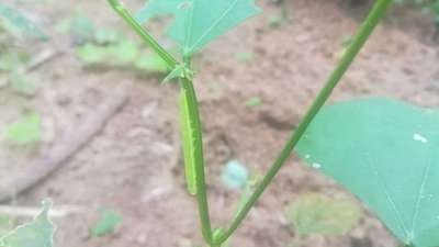 Velvetbean Caterpillar - Bean