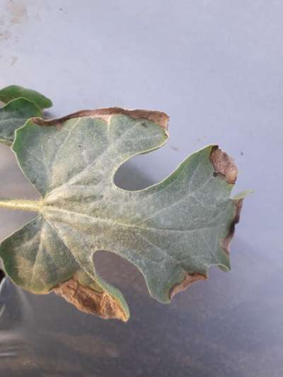 Cucumber Mosaic Virus - Melon