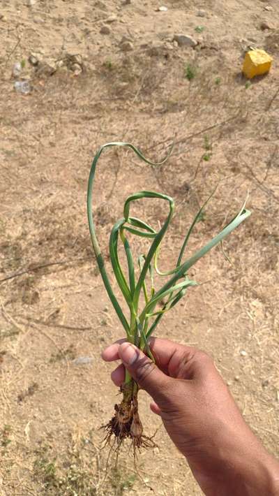 Boron Deficiency - Onion