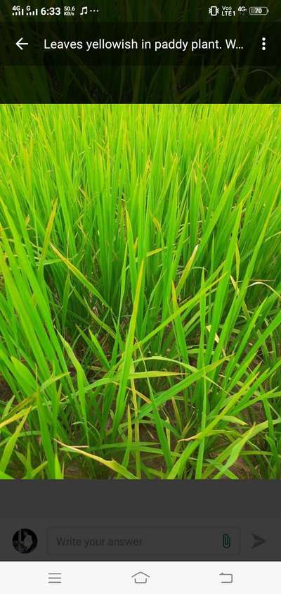 Bacterial Blight of Rice - Rice