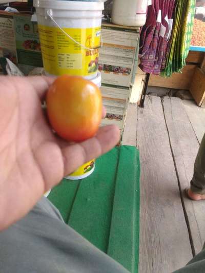 Sunburn - Tomato