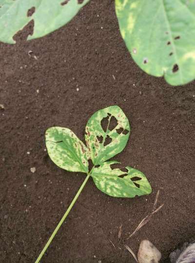 Flea Beetles - Soybean