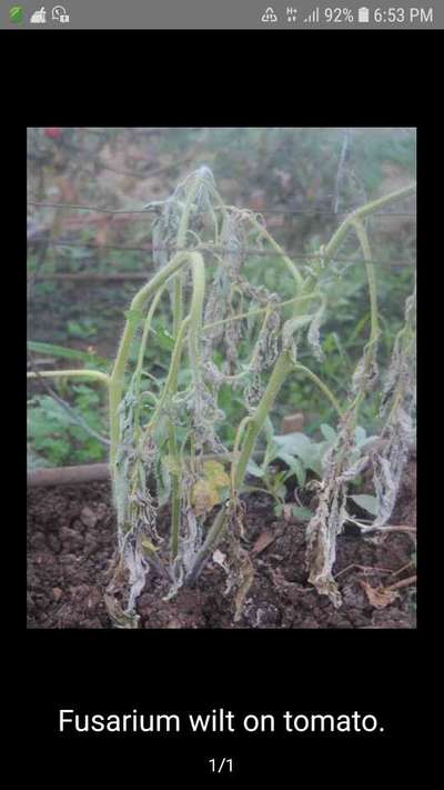 Fusarium Wilt - Tomato