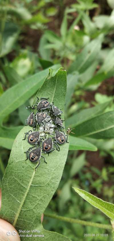 Western Plant Bug - Cotton