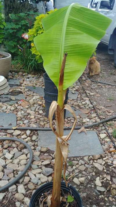 Boron Deficiency - Banana