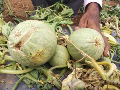 Powdery Mildew - Melon