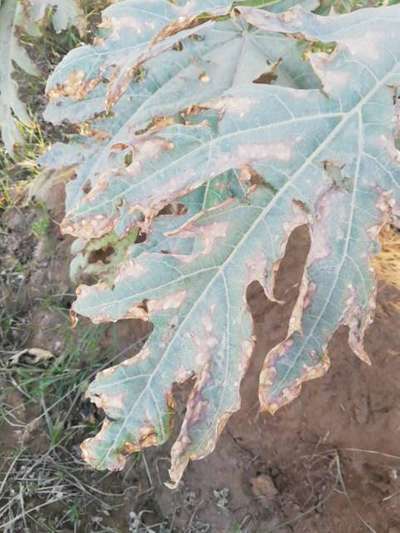 Potassium Deficiency - Papaya