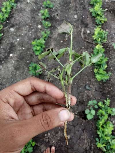 Ashy Stem Blight of Bean - Peanut