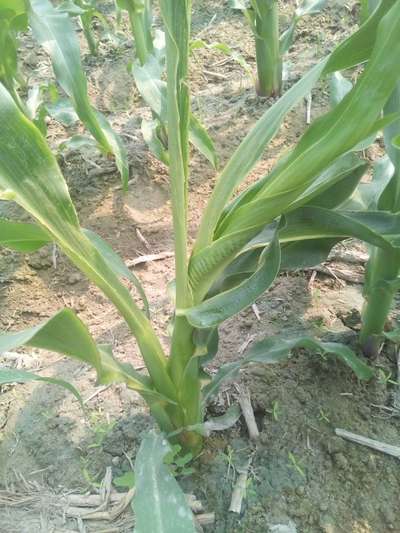 বোরনের অভাবজনিত রোগ - ভুট্টা