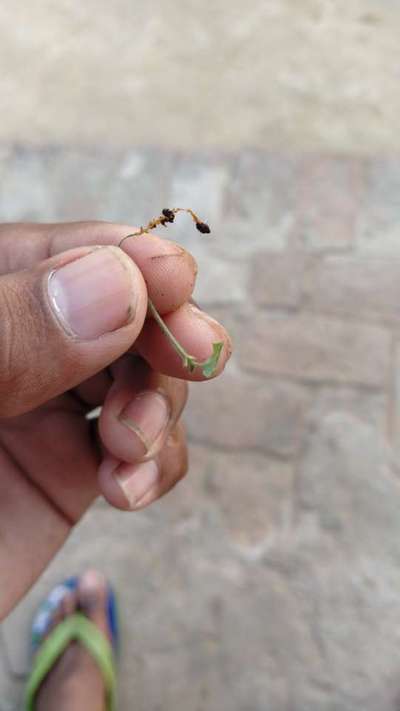 Damping-Off of Seedlings - Tomato