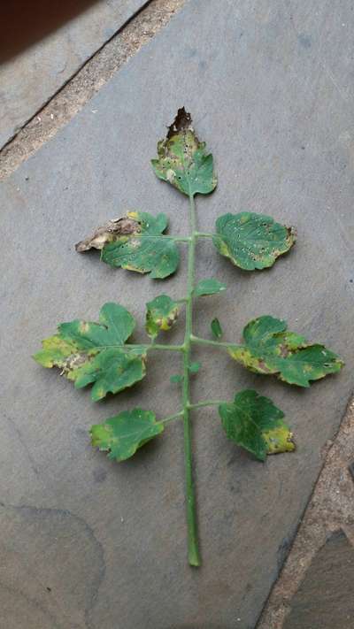 Mancha-de-septoria / Septoriose - Tomate