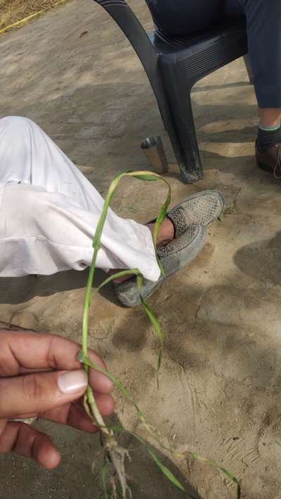 Leaf and Glume Blotch of Wheat - Wheat