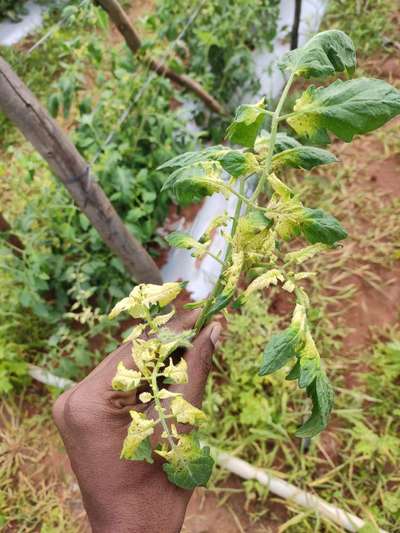 Sulfur Deficiency - Tomato