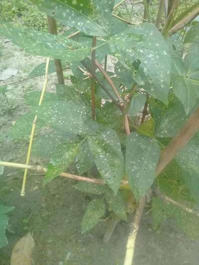 ফ্লী বিটল - শিম