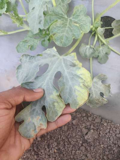 Downy Mildew of Cucurbits - Melon