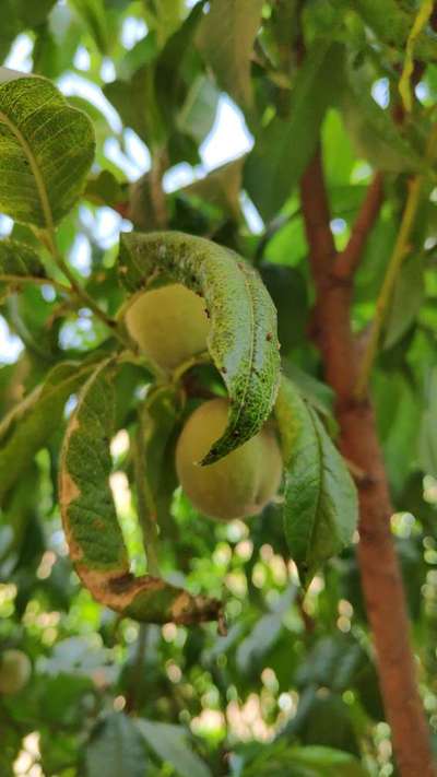 Black Citrus Aphid - Peach