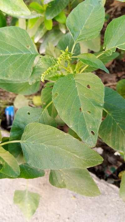 Flea Beetles - Capsicum & Chilli