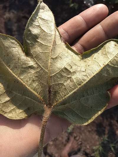 Brown Mite - कपास