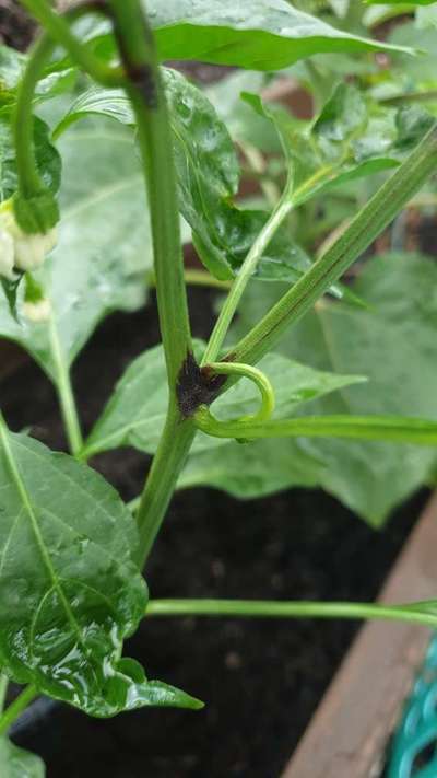 Early Blight - Capsicum & Chilli