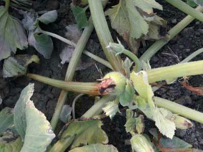 Potassium Deficiency - Pumpkin