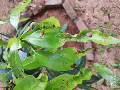 Leaf Miner Flies - Mango